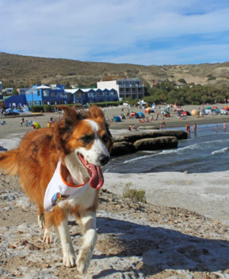 Península de Valdés, un viaje pet friendly en Chubut