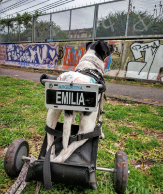 Emilia, un perro con discapacidad